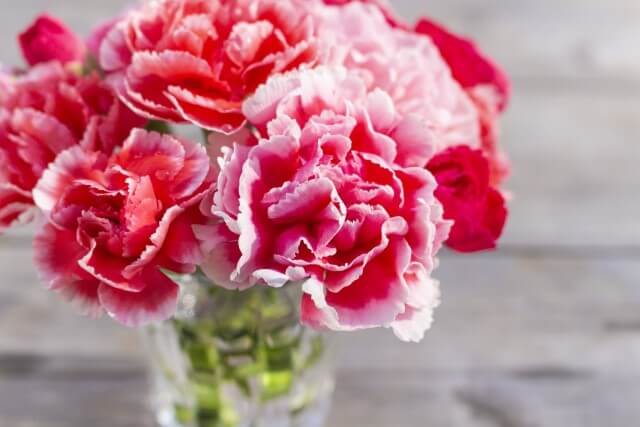 carnation_of_the_mothers_day01