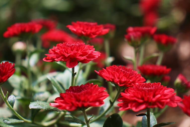carnation_of_the_mothers_day02