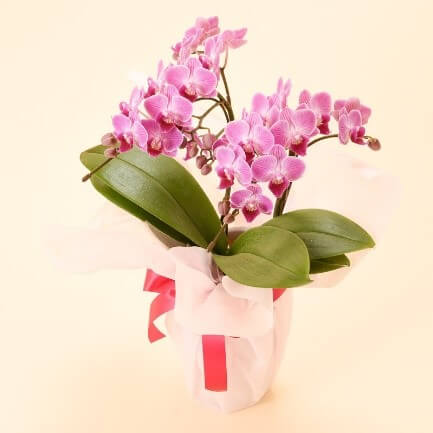 flower_of_the_mothers_day05