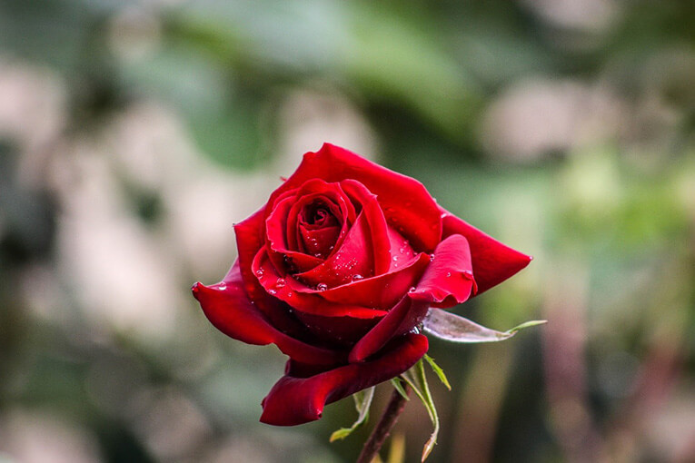 kind_of_the_flower_of_the_mothers_day02