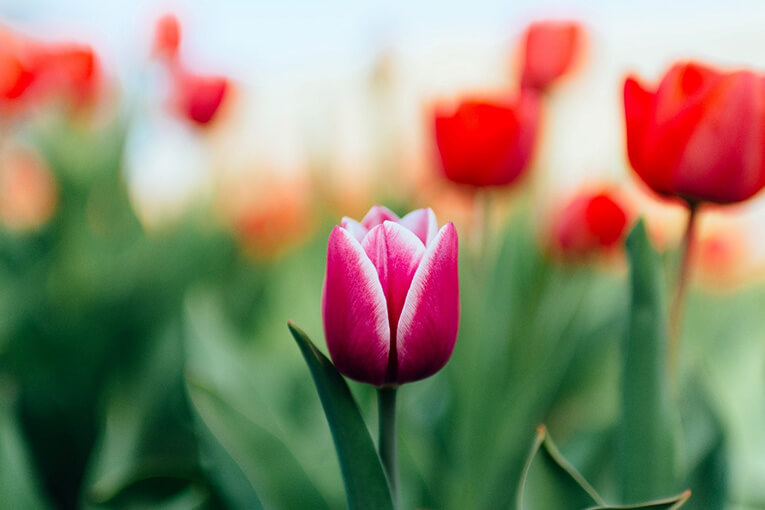 kind_of_the_flower_of_the_mothers_day04