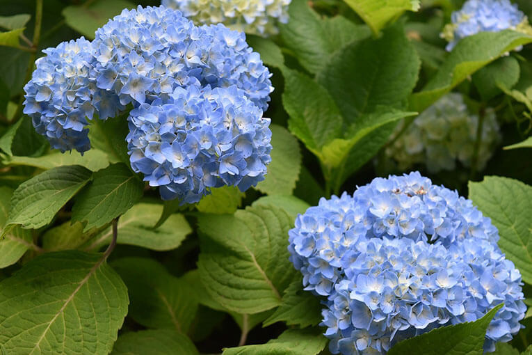 kind_of_the_flower_of_the_mothers_day05