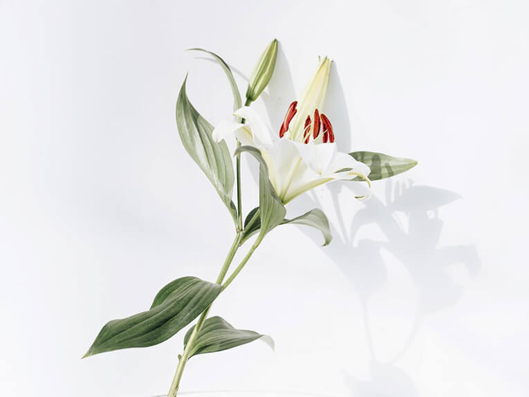 kind_of_the_flower_of_the_mothers_day06