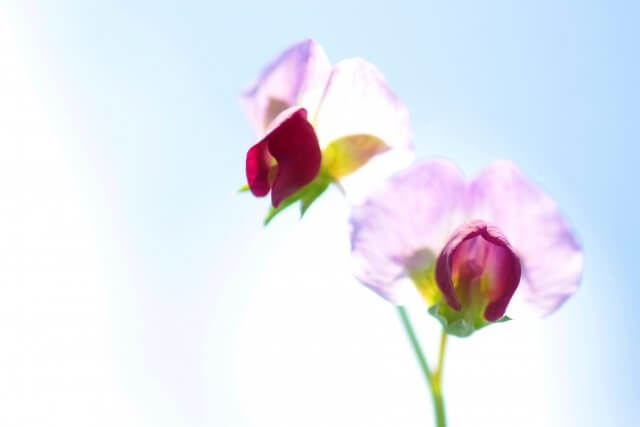 kind_of_the_flower_of_the_mothers_day07