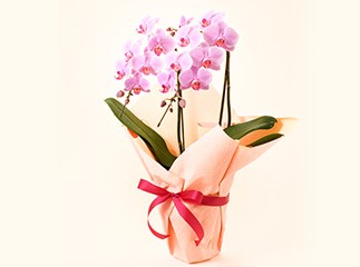 kind_of_the_flower_of_the_mothers_day10