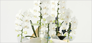 就任・昇格のお祝いに