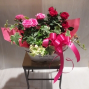 【母の日】[グリーンギャラリーガーデンズ]薔薇の寄せ鉢