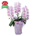 ［ミディ胡蝶蘭　ピンク系］