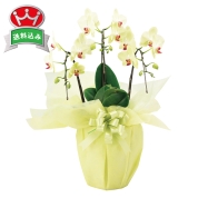 ［ミディ胡蝶蘭　イエロー系］