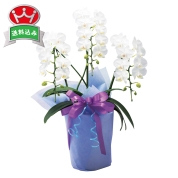 ［ミディ胡蝶蘭　ホワイト系］