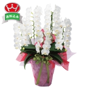 ［ミディ胡蝶蘭　ホワイト系］