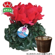 ［シクラメン（赤）］