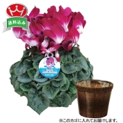 ［シクラメン（プルマージュ）］