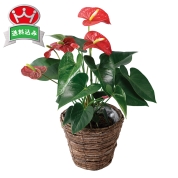 ［アンスリウム］