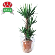 ［ドラセナ　ユッカ］幸福の木