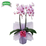 ［ミディ胡蝶蘭　ピンク系］