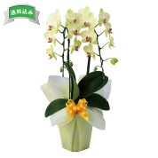 ［ミディ胡蝶蘭　イエロー系］