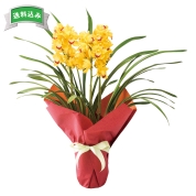 ［シンビジューム（イエロー）］