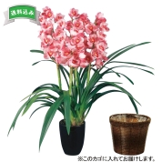 ［シンビジューム（ピンク）］