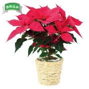 ［ポインセチア（レッド）］