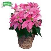 ［プリンセチア］