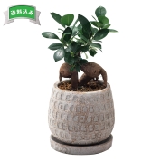 ［ガジュマル］