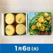 【駅弁大会】01/06受取　［アンファン］土佐の柚子クッキー缶
