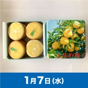 【駅弁大会】01/07受取　［アンファン］土佐の柚子クッキー缶