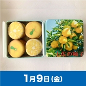 【駅弁大会】01/09受取　［アンファン］土佐の柚子クッキー缶