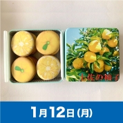 【駅弁大会】01/12受取　［アンファン］土佐の柚子クッキー缶