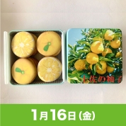 【駅弁大会】01/16受取　［アンファン］土佐の柚子クッキー缶