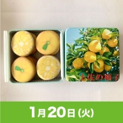 【駅弁大会】01/20受取　［アンファン］土佐の柚子クッキー缶