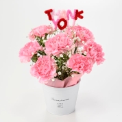 【母の日】[フローレット]カーネーションアレンジメント（ピンク）