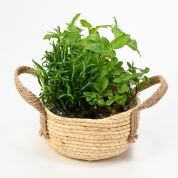 【母の日】[フローレット]フレッシュハーブス