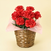 【母の日】[グリーンギャラリーガーデンズ]カーネーション 感謝の気持ち（レッド）