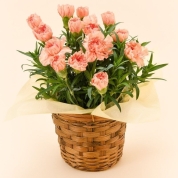 【母の日】[グリーンギャラリーガーデンズ]カーネーション ジェラート（オレンジ）