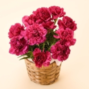 【母の日】[グリーンギャラリーガーデンズ]カーネーション クレア（ピンク）