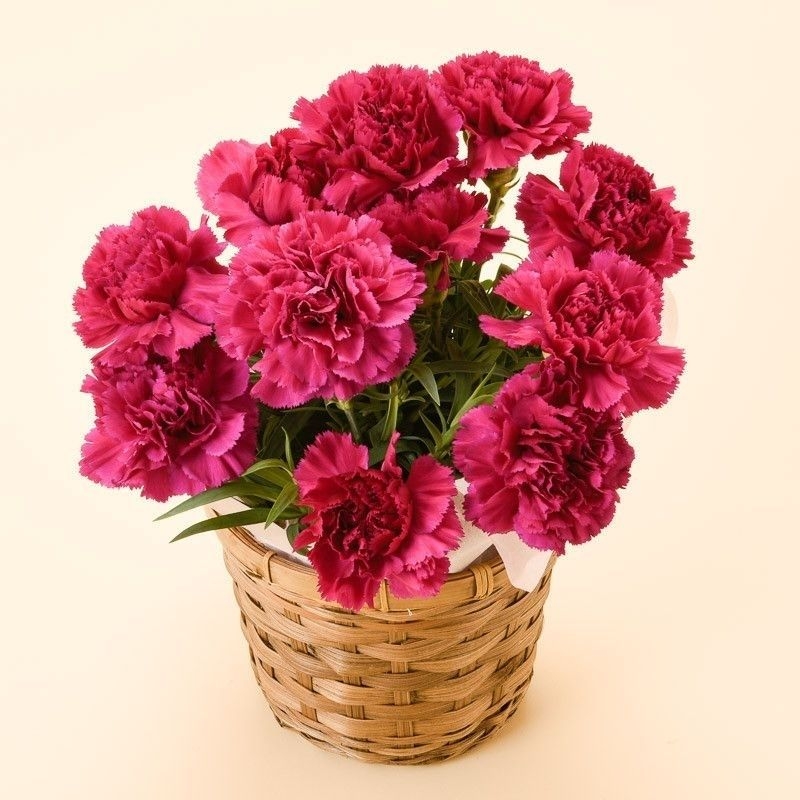 カーネーション クレア(ピンク)