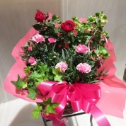 【母の日】[グリーンギャラリーガーデンズ]ミニカーネーション 寄せカゴ