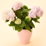 【母の日】[グリーンギャラリーガーデンズ]山アジサイ 伊予獅子てまり