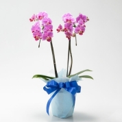 【母の日】[グリーンギャラリーガーデンズ]ミディ 胡蝶蘭 小輪タイプ（ピンク）