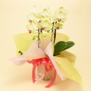 【母の日】[グリーンギャラリーガーデンズ]ミディ 胡蝶蘭 小輪タイプ（イエロー）