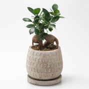 【母の日】[グリーンギャラリーガーデンズ]ガジュマル 陶器鉢入り