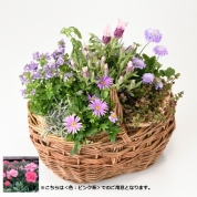 【母の日】[グリーンギャラリーガーデンズ]寄せ植えギフト A（ピンク系）