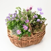 【母の日】[グリーンギャラリーガーデンズ]寄せ植えギフト B（パープル系）