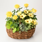 【母の日】[グリーンギャラリーガーデンズ]寄せ植えギフト C（イエロー系）