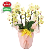 ミディ胡蝶蘭　イエロー系　直送品