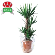 ドラセナユッカ　（幸福の木）　直送品