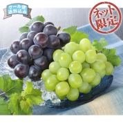 【ネット限定】岡山県産　マスカットオブアレキサンドリア＆ニューピオーネ　AP-11　直送品