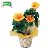 ハイビスカス　（黄）　直送品